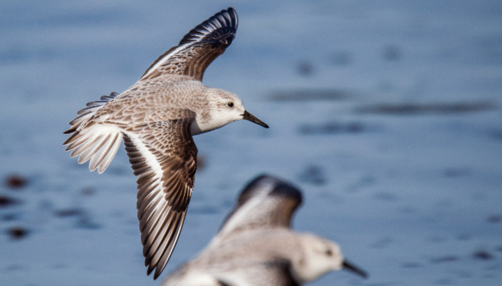 La plage est à tout le monde, … même aux oiseaux